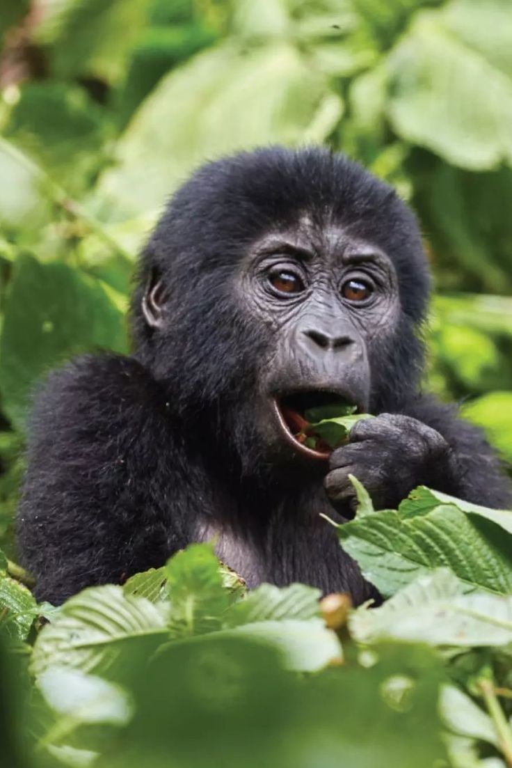 Gorilla trekking in Uganda