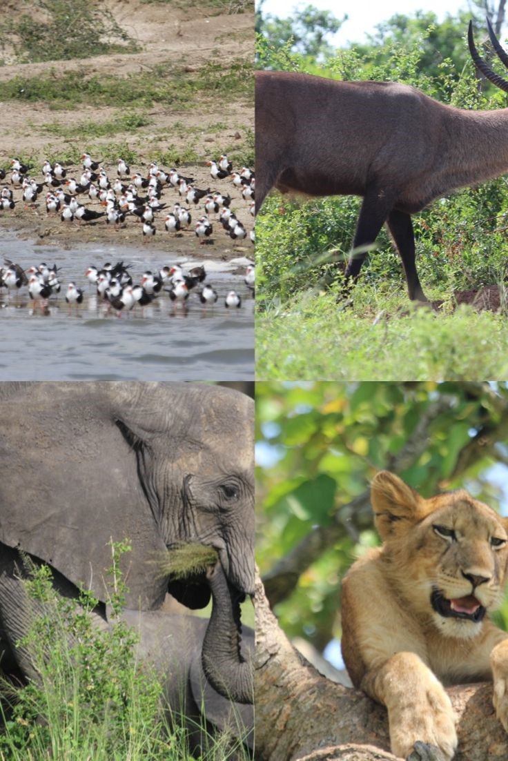 Best of Uganda Safari